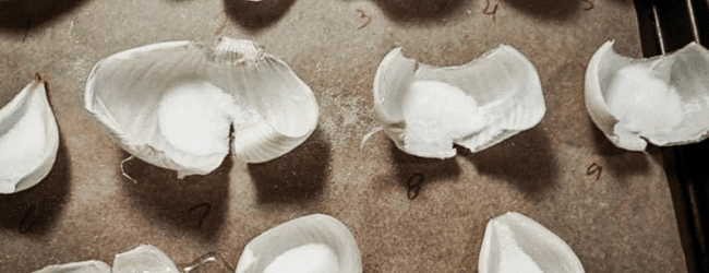 hornung-onion_calendar__750x250