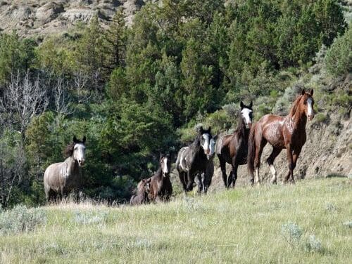 The horses of Theodore Roosevelt National Park Need Your Help
