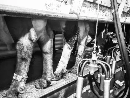 The Country of Origin labeling fight is not settled yet