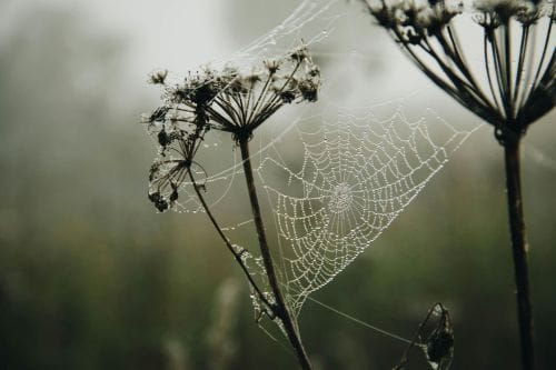 The web in the sky