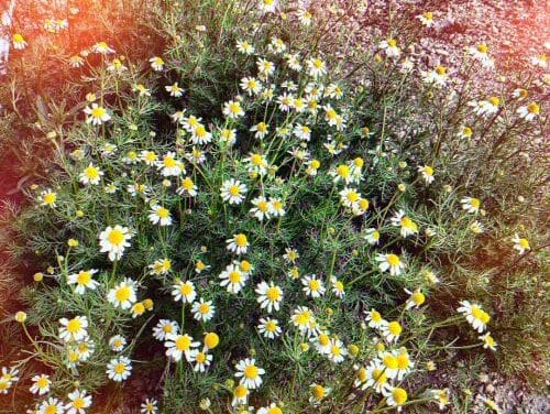 ​The enduring power of chamomile