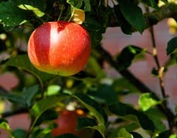 30th Anniversary Apple Dumpling Days