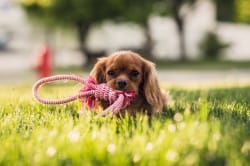 American Cancer Society Bark for Life