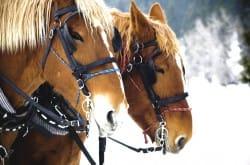 Sleigh & Cutter Festival