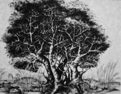 Ink drawings: There is no going back