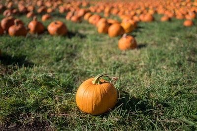 Party in the Pumpkin Patch
