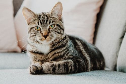 Purrsday Thursday at the Raven