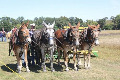 Fort Ransom Sodbuster Days