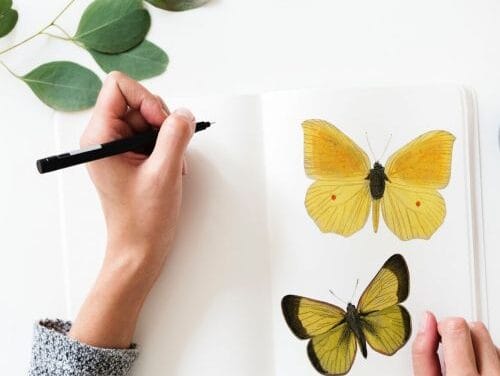 Session 1: Nature drawing at Felton Prairie SNA