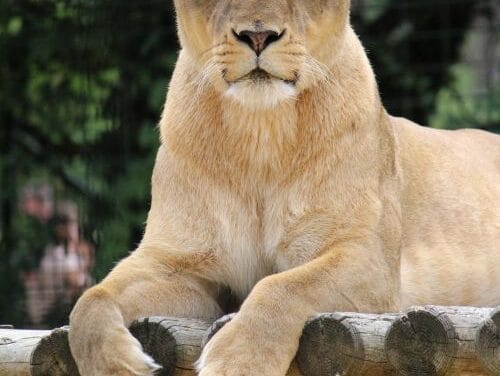 Zoo Year’s Eve!