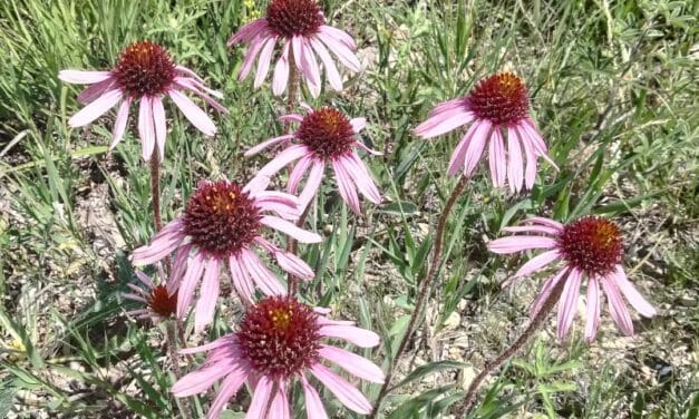 Homeopathy: magic, science or super-listening power?